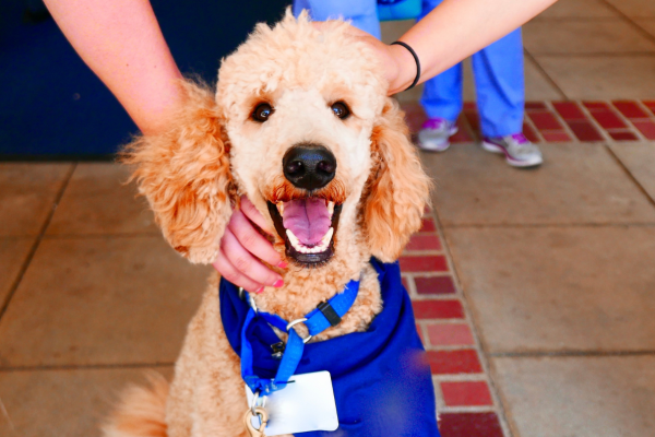 Pet Therapy